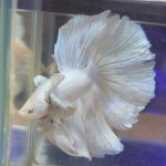 betta552