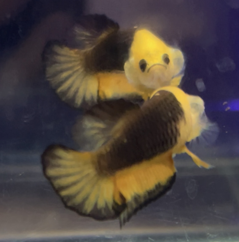 betta551