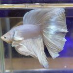 betta552
