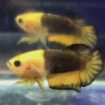 betta551