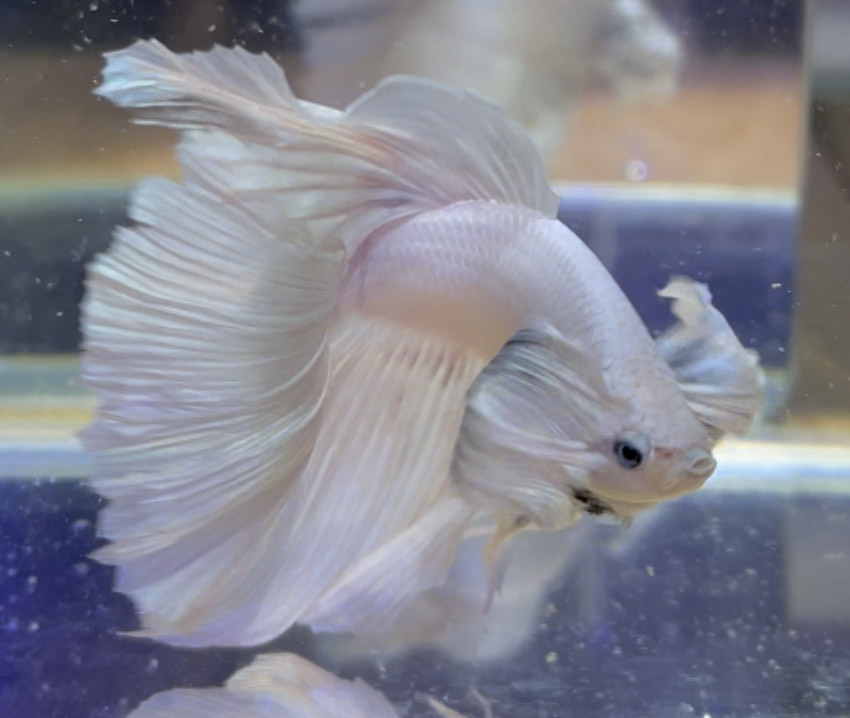 betta552