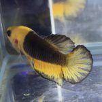betta551