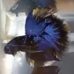 betta580