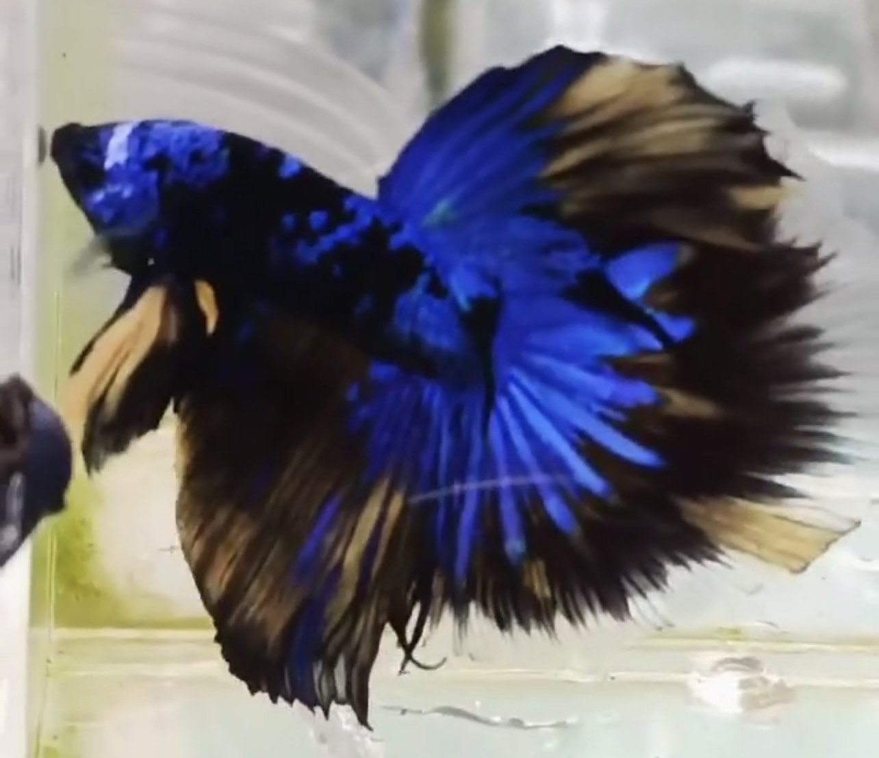 betta580