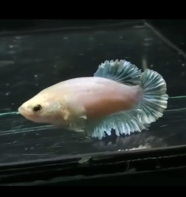 betta582