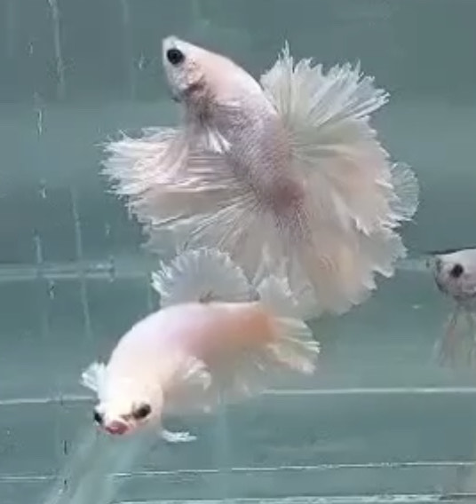 betta581
