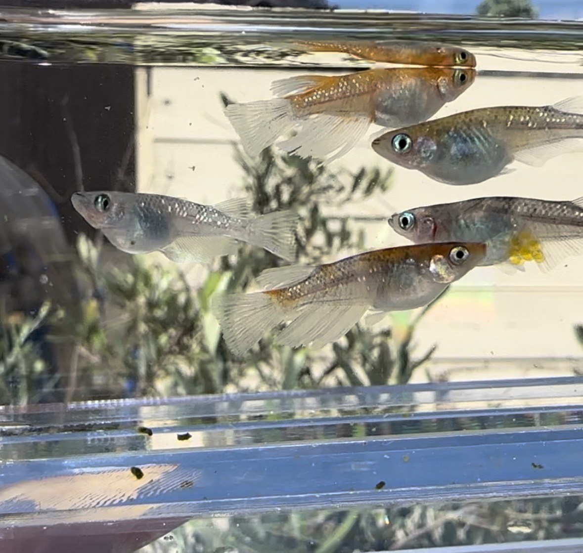 betta587