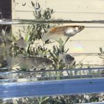 betta587