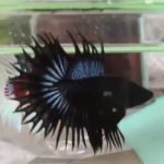 betta603