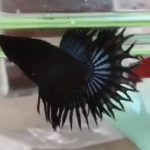betta603