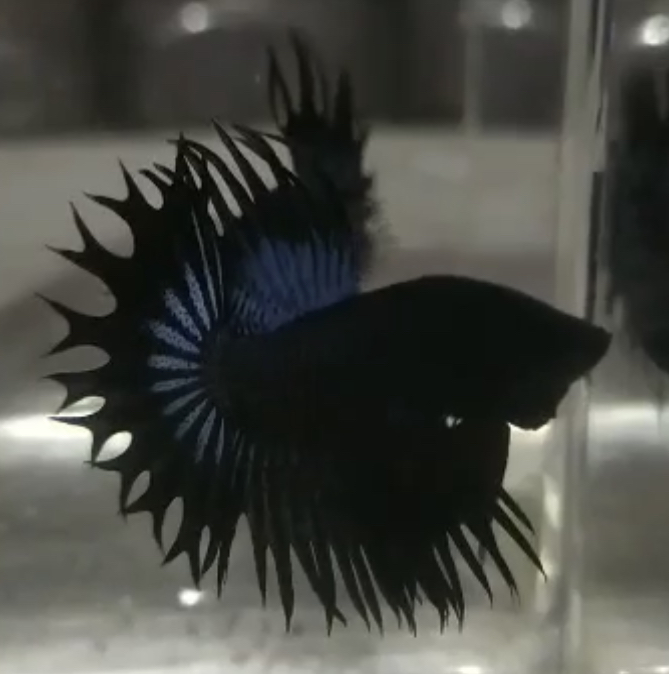 betta603