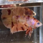 betta598