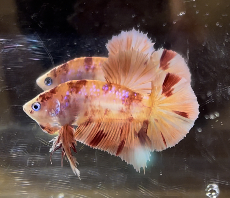 betta598