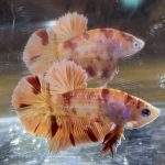 betta598