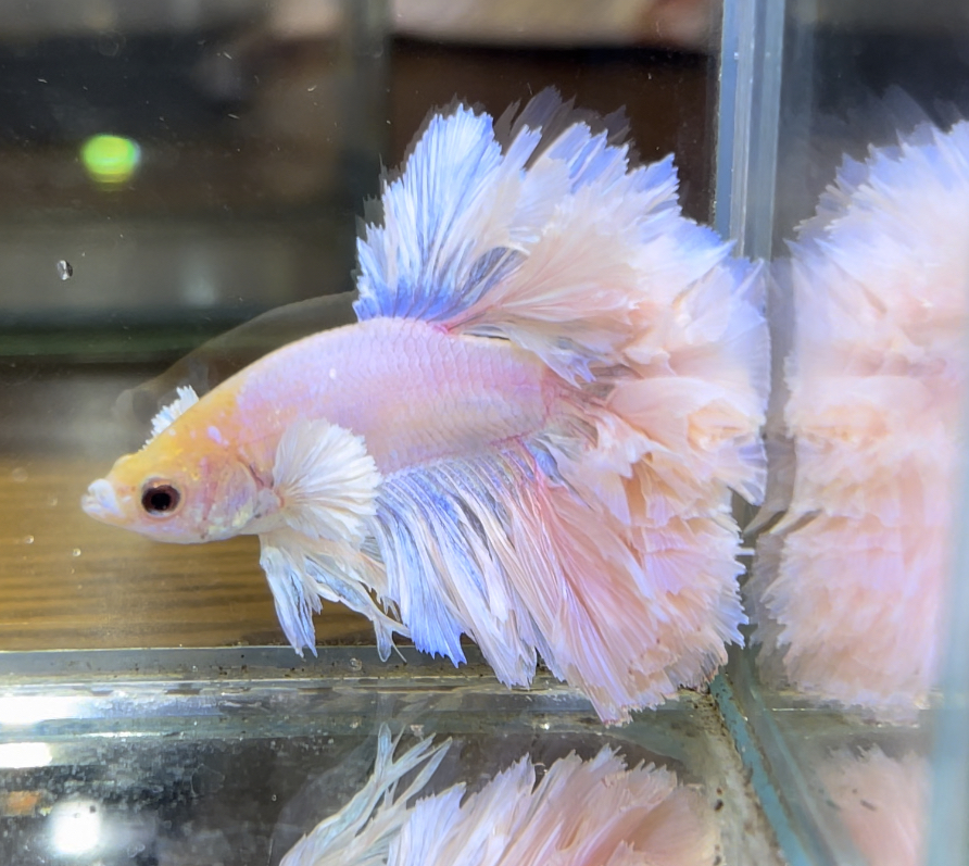 betta596