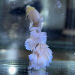 betta596