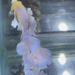 betta596