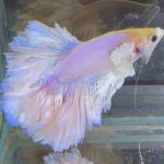 betta596