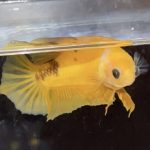betta599