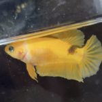 betta599