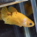 betta599