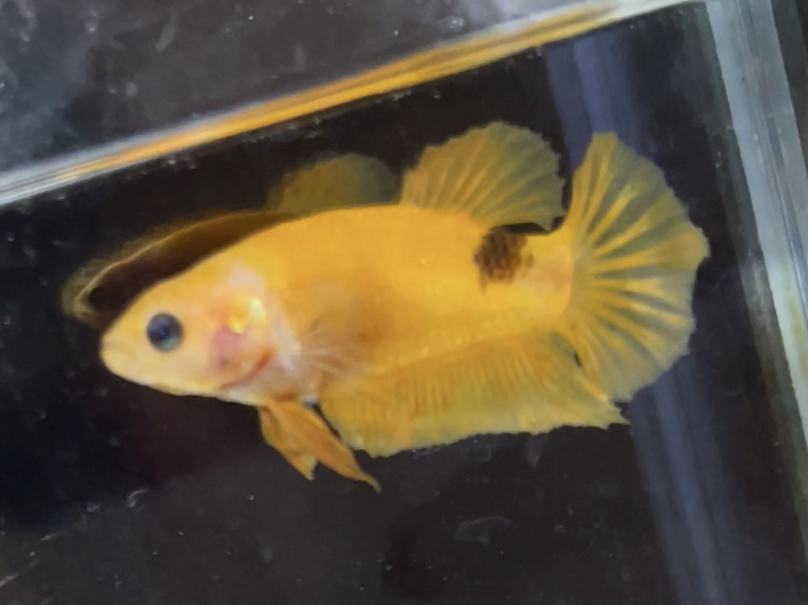 betta599