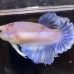 betta597