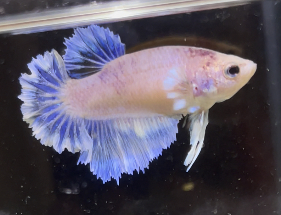 betta597