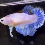 betta597