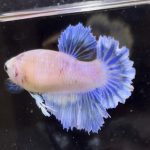 betta597