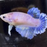 betta597