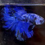 betta600