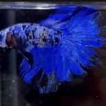 betta600