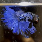betta600