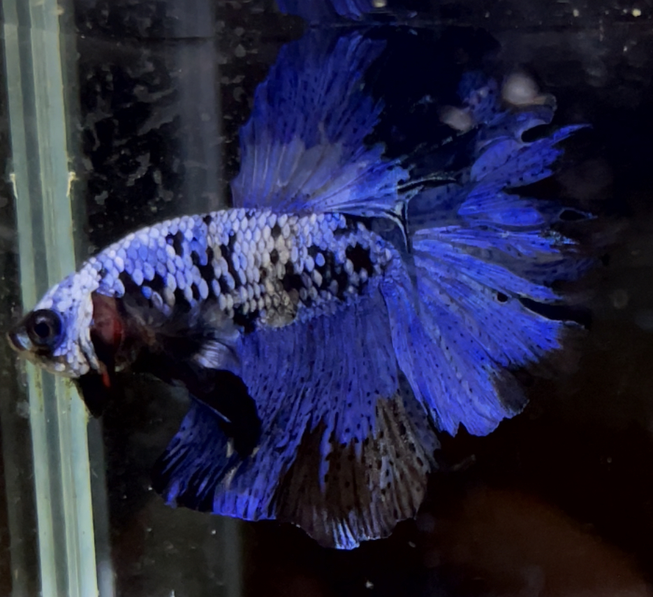 betta600