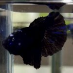 betta601
