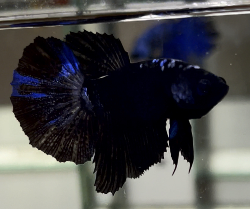 betta601