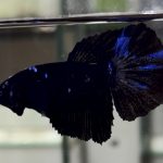 betta601
