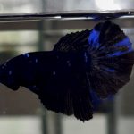 betta601