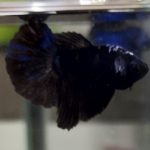 betta601
