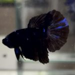 betta601