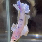 betta602