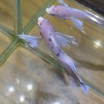 betta602