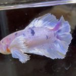 betta602