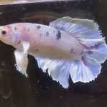 betta602