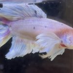 betta602