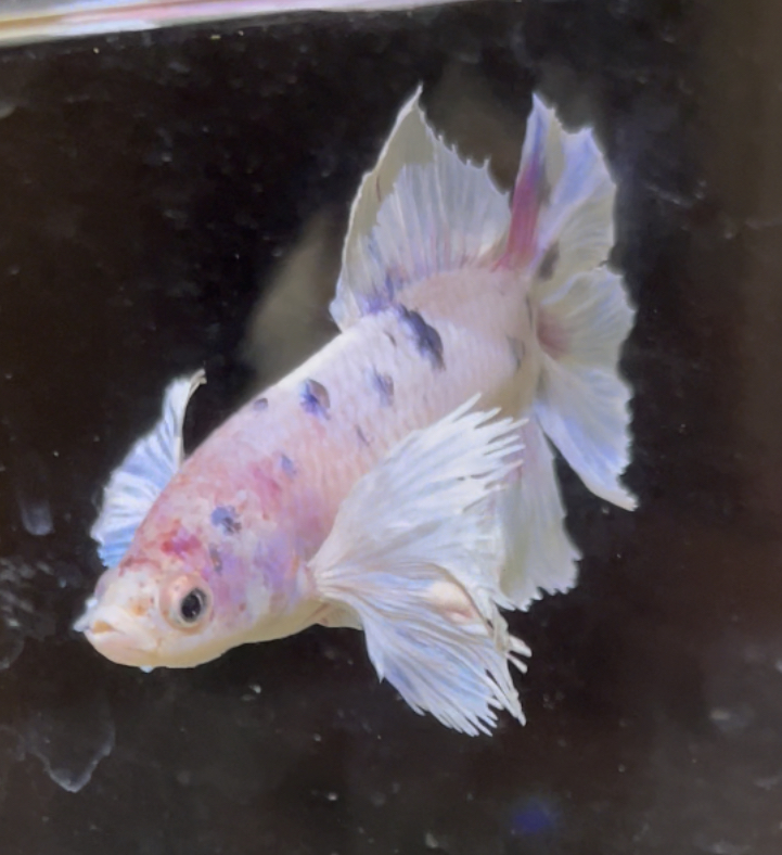betta602