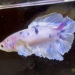 betta602