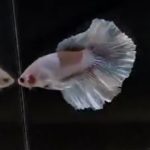betta604