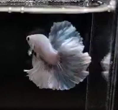 betta604